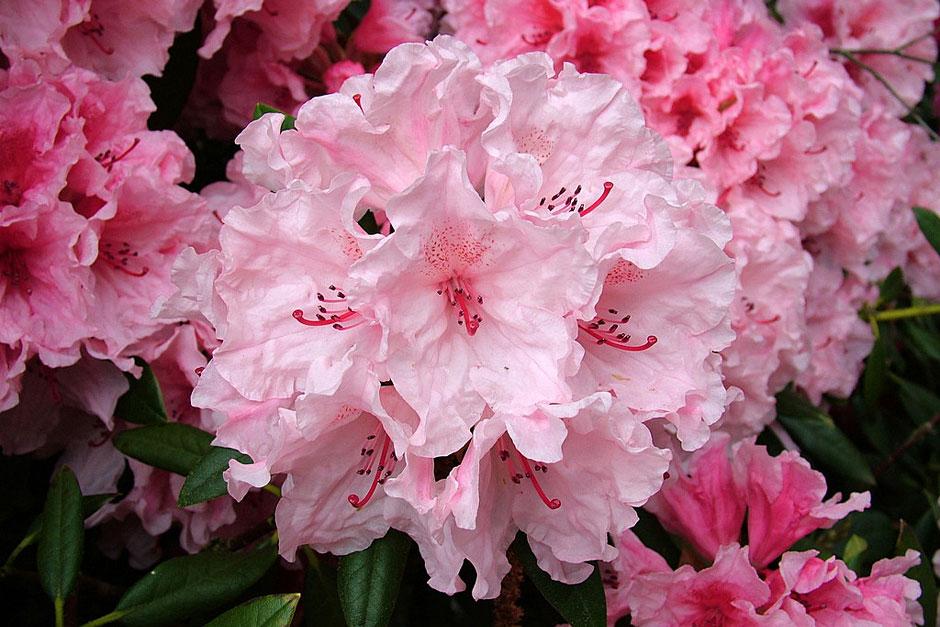 Read 'Rhododendron century' by RHS Executive Vice President Jim Gardiner