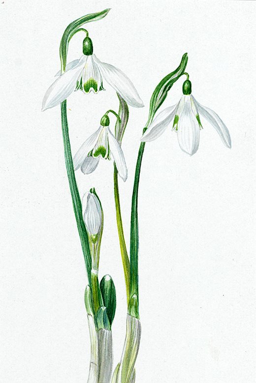 Galanthus nivalus subsp. reginae-olgae, watercolour by E. A. Bowles, 1910. Credit RHS Lindley Library