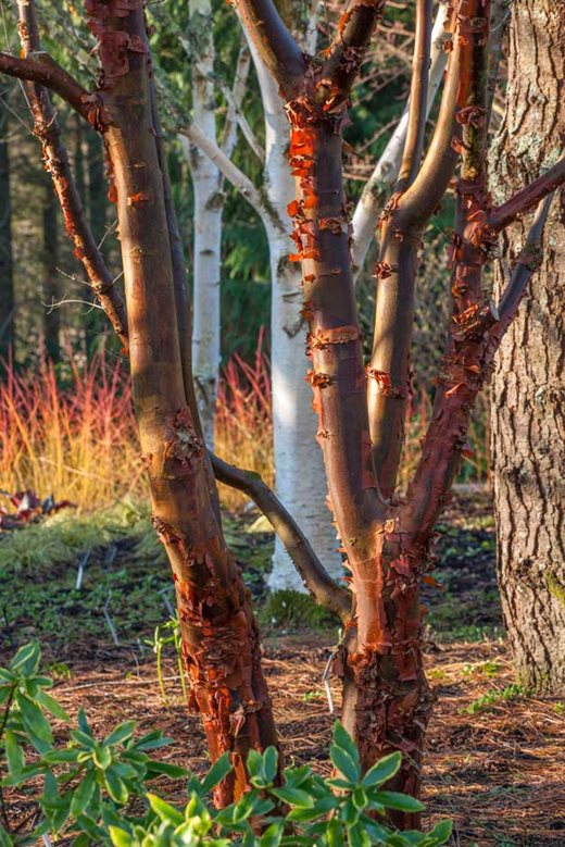 Acer griseum at Rosemoor