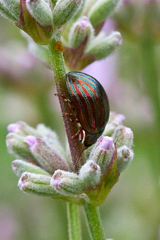 Rosemary beetle on lavender