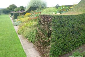 herbaceous border and renovated hedges