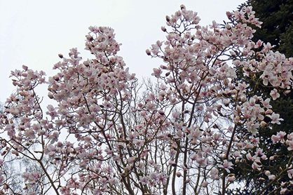 The delightful bloom of Magnolia campbellii Alba Group