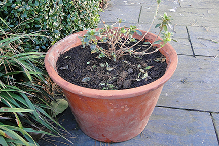 Rhododendron in a pot that is too large