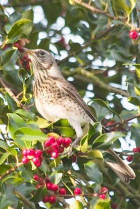 A fieldfare rests in a holly