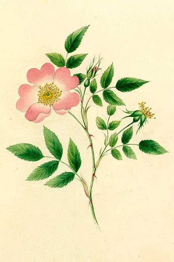Rosa canina, watercolour by Lydia Renrose, early 19th century