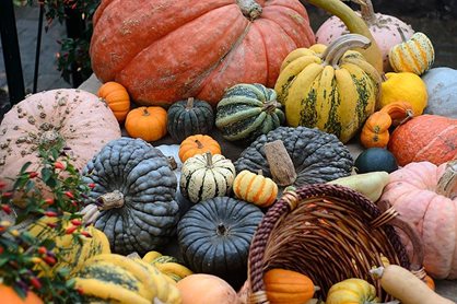 Display of  pumpkins and squashes
