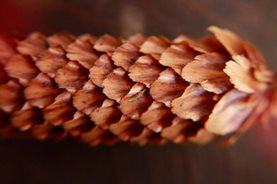 A cone, as seen through a magpost