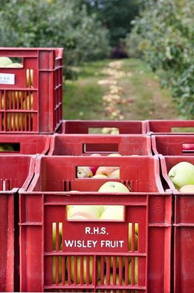 Apples waiting for storage