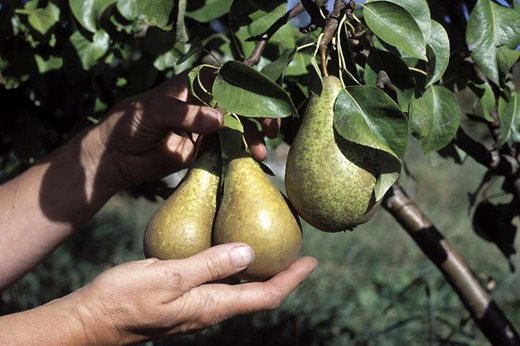 growing pears